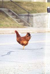 So, um, why did the, um...